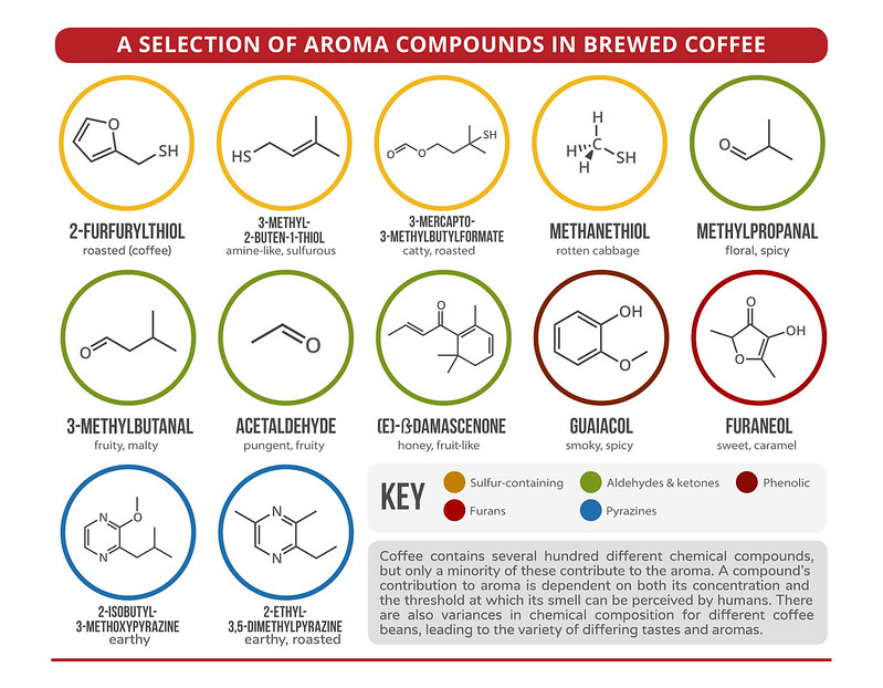 Khoa học cảm quan về mùi hương cà phê PrimeCoffee