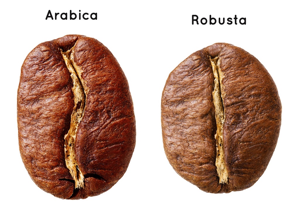 So sánh hạt cà phê Robusta và hạt cà phê Arabica