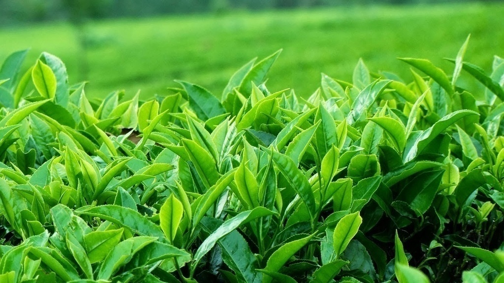 Hương Trà Xanh - Green Tea – Hóa Chất Đại Việt